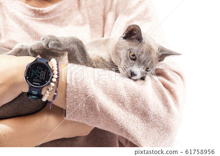Burma cat sits on a white background Burma cat sits on a white background 61758956