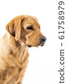 Red fox labrador retriever on white background. 61758979