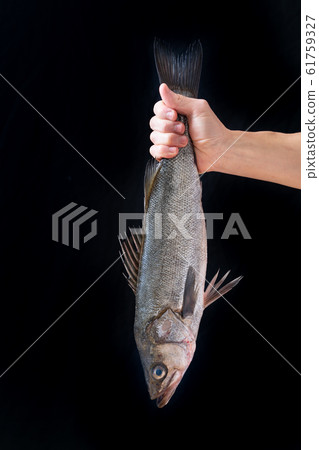 Lift fish (sea bass) 61759327