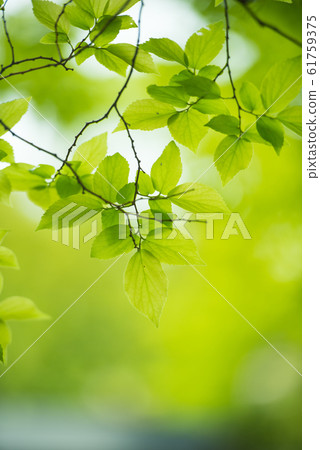 Fresh green 61759375