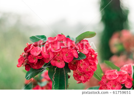 Euphorbia Milii flower blooming with natural fog 61759651