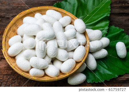 white silk cocoon white silk cocoon 61759727