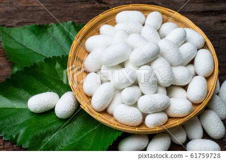 white silk cocoon white silk cocoon 61759728