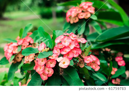 Euphorbia Milii flower 61759783