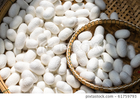 white silk cocoon white silk cocoon 61759793