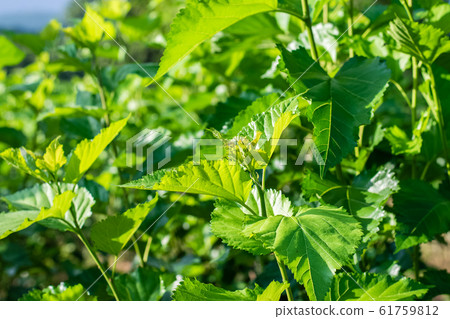 Mulberry trees field Mulberry trees field 61759812