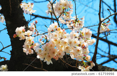 川口櫻花節（崎玉縣川口市東本鄉市）採摘的櫻花 61759998