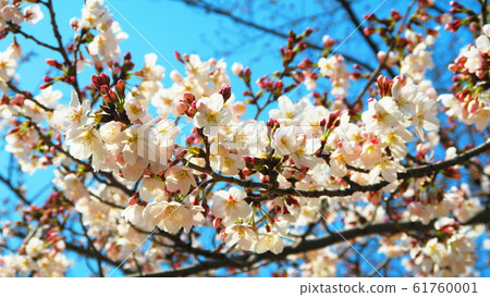 川口櫻花節（崎玉縣川口市東本鄉市）採摘的櫻花 61760001