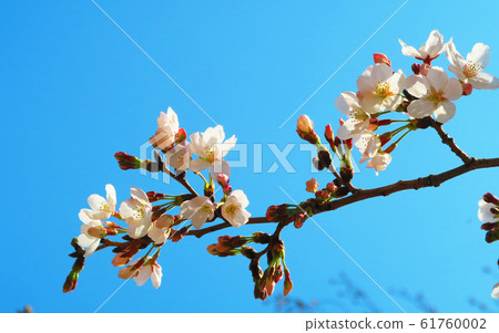 川口櫻花節（崎玉縣川口市東本鄉市）採摘的櫻花 61760002