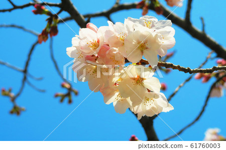 川口櫻花節（崎玉縣川口市東本鄉市）採摘的櫻花 61760003