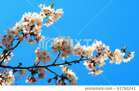 櫻花風光(崎玉縣多田市) 櫻花風光(崎玉縣多田市) 61760241