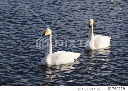 Samekawa swans and duck Samekawa swans and duck 61760259