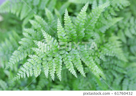 Deer foot fern green delicate leaves  61760432