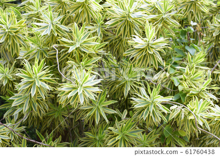 Ribbon dracaena green plant background Ribbon dracaena green plant background 61760438