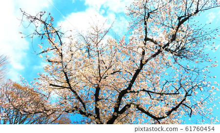 在Akabanedai佐倉的一排櫻花樹排行了公園街道 在Akabanedai佐倉的一排櫻花樹排行了公園街道 61760454
