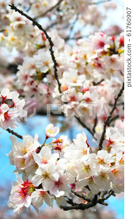 櫻花的風景 61760907