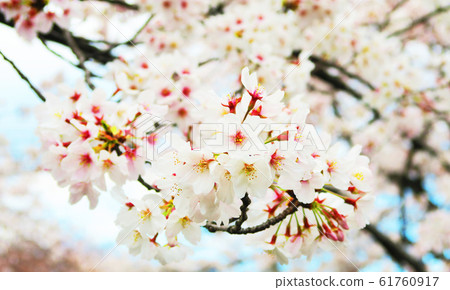 櫻花的風景 櫻花的風景 61760917