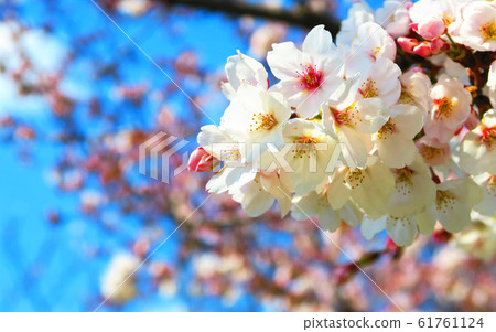 戶田櫻花風景 61761124