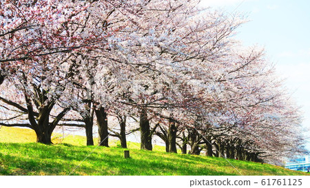 戶田櫻花風景 61761125