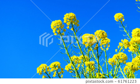 Spring rape blossoms and blue sky landscape 61761223