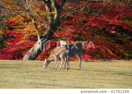Nara Park deer 61761299