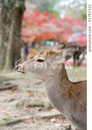 Nara Park deer 61761322