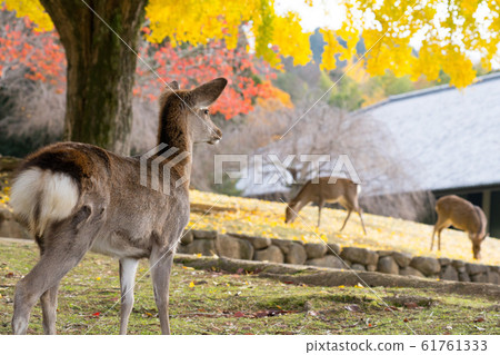 奈良公園鹿 61761333