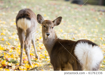 Nara Park deer 61761336