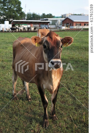 Ranch scenery / Jersey cow Ranch scenery / Jersey cow 61761589