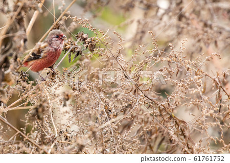 Benimasico吃水果 Benimasico吃水果 61761752