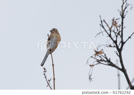 Benimashiko停在樹枝上 61762292