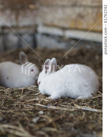 White rabbit whole body slightly backwards 61762592