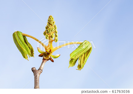 Horse-chestnut blossom bud 61763036