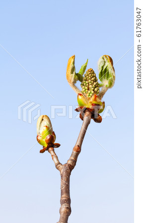 Horse-chestnut bud burgeons 61763047