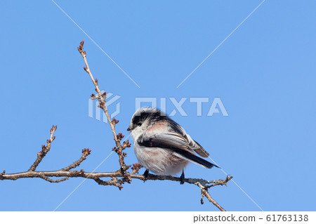 Elongah stopping on a branch 61763138