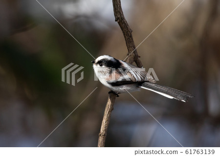 Elongah stopping on a branch 61763139