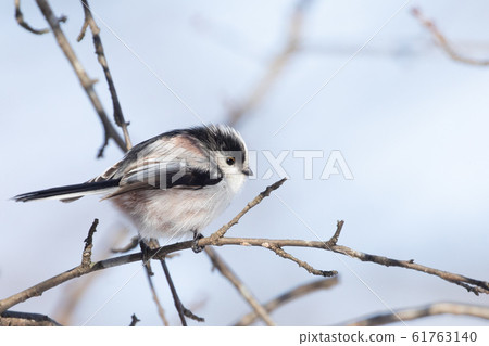 Elongah stopping on a branch 61763140