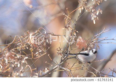 Elongah stopping on a branch 61763141