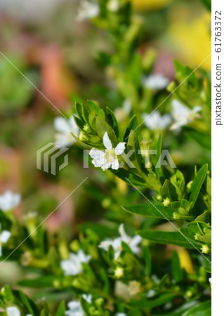 False heather 61763372