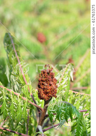 Staghorn sumac 61763375