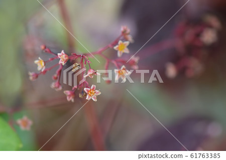 Smoke tree Royal Purple 61763385