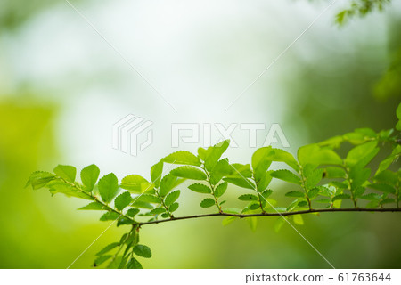 Fresh green 61763644