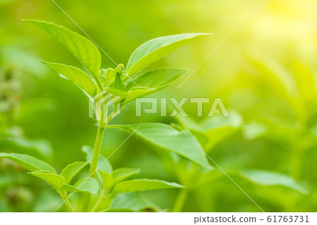 Hairy basil or Ocimum basilicum tree in morning sunlight. It is herbs and ingredients for cooking in Thai food. Smooth green nature background. Copy space for text. 61763731