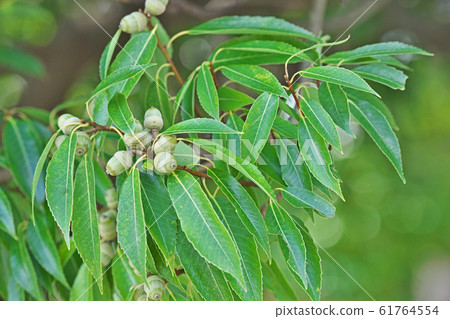 綠灌木 綠灌木 61764554