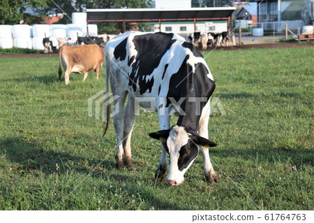 A landscape of a ranch 61764763