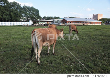 Ranch scenery / Jersey cow Ranch scenery / Jersey cow 61764852