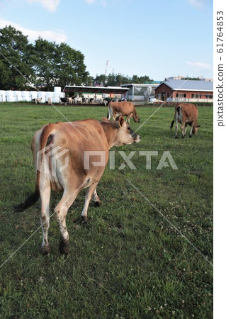 Ranch scenery / Jersey cow Ranch scenery / Jersey cow 61764853