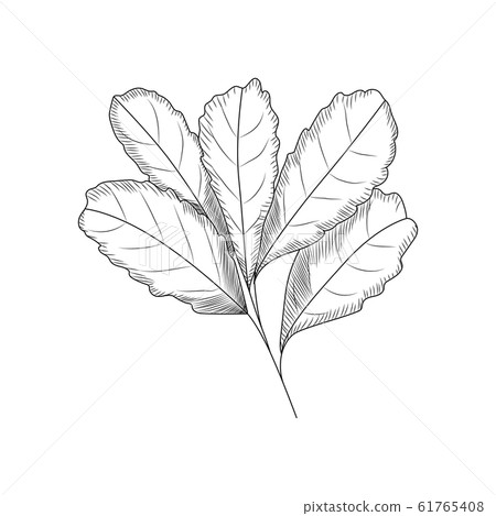 Leaves in engraved style. Leaf isolated on white 61765408