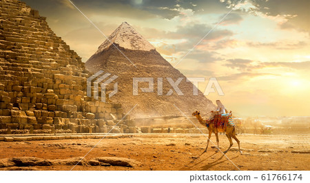 Camel near pyramids Camel near pyramids 61766174