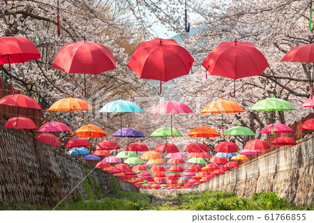 Beautiful vibrant decoration with umbrellas inside Yeojwacheon Stream during cherry blossom festival in Jinhae, Changwon 61766855